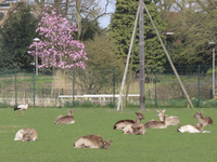902963 Gezicht op de dierenweide in Park Oog in Al te Utrecht, met enkele damherten en links een fouragerende ooievaar.